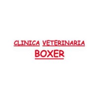 Boxer Clínica Veterianria