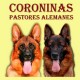 Coroninas - Pastores Alemanes - Criadores