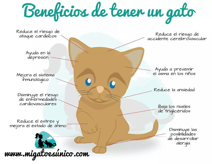 Beneficios_de_tener_un_gato.jpeg