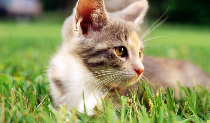 Diferencias entre gatos de ciudad y gatos de campo