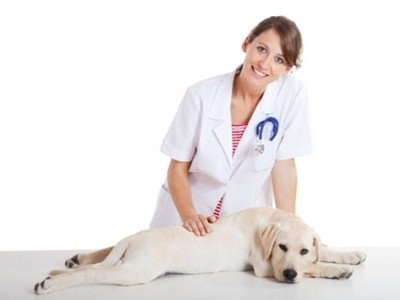 Ventajas y desventajas de esterilizar a una perra