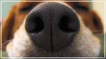 Artículo destacado - Las narices de los perros, una huella única