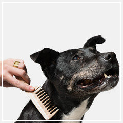 Como cepillar el pelaje a un perro