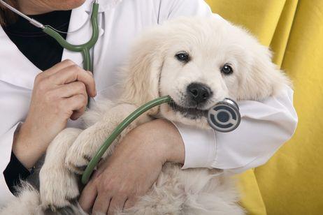 Instrucciones para tratar la Giardia en perros