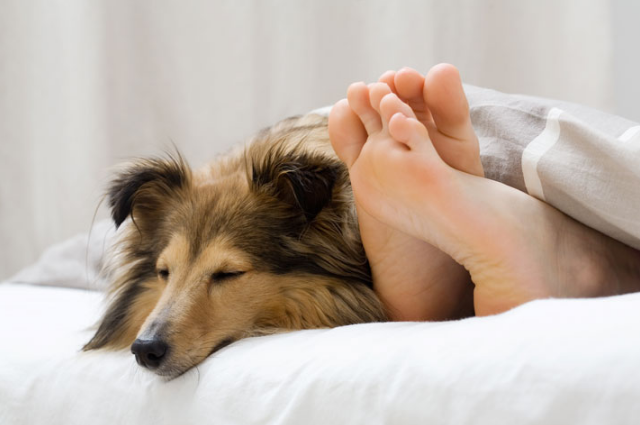 ¿Es bueno dormir con un perro?
