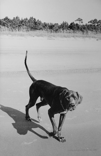 Elliot Erwit - Perro en la playa