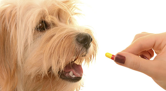 Cómo evitar las enfermedades más comunes en perros