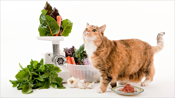 Factores nutricionales para tu gato