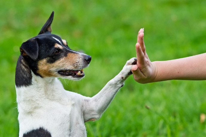 Factores positivos del adiestramiento en perros