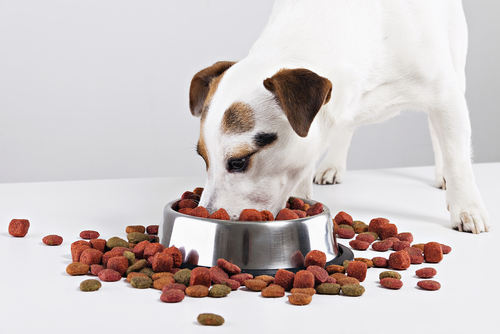Factores que modifican la forma de alimentarse de tu perro