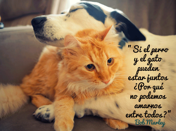 Si el perro y el gato pueden estar juntos ¿Por qué no podemos amarnos entre todos? Bob Marley.