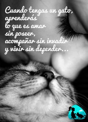 Cuando tengas un gato, aprenderás lo que es amar sin poseer, acompañar sin invadir y vivir sin depender...
