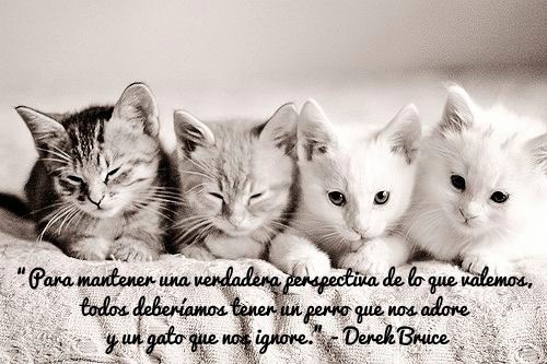 Para mantener una verdadera perspectiva de lo que valemos, todos deberíamos tener un perro que nos adore y un gato que nos ignore. Derek Bruce