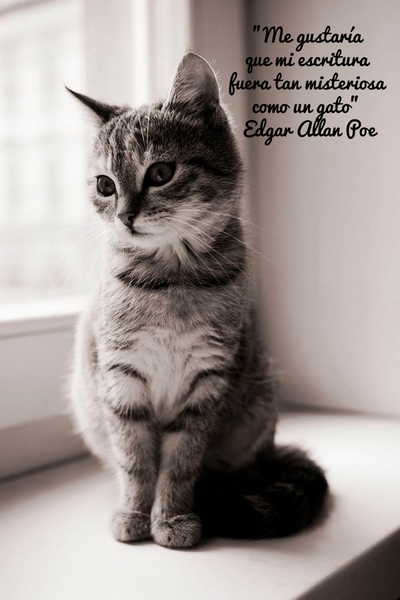 Me gustaría que mi escritura fuera tan misteriosa como un gato. Edgar Allan Poe.