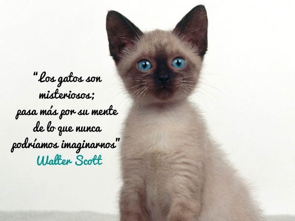 Los gatos son misteriosos. Pasa más por su mente de lo que nunca podríamos imaginarnos. Walter Scott.