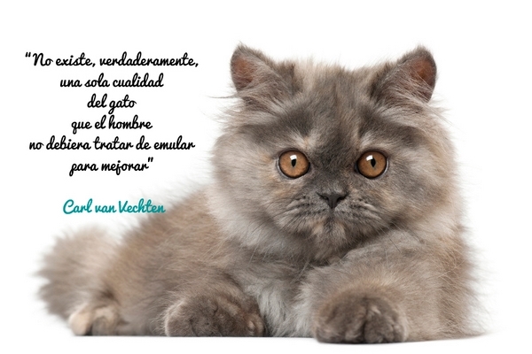 No existe, verdaderamente, una sola cualidad del gato que el hombre no debiera tratar de emular para mejorar. Carl van Vechten.
