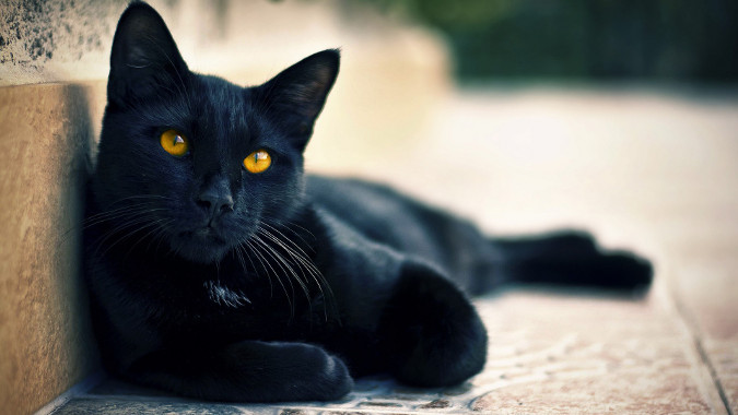 Los gatos negros, la mala suerte y la alergia