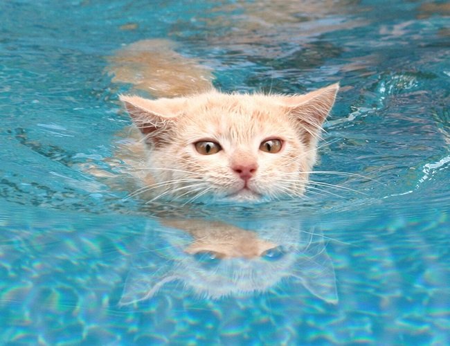 Los gatos y el agua