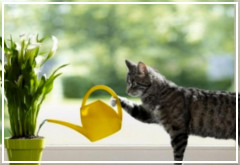 Consejos para evitar que tu gato arruine tus plantas