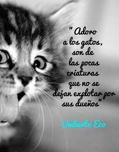 Adoro a los gatos, son de las pocas criaturas que no se dejan explotar por sus dueños. Umberto Eco.