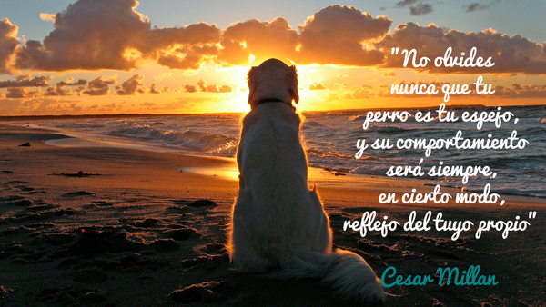 No olvides nunca que tu perro es tu espejo, y su comportamiento será siempre en cierto modo, reflejo del tuyo propio. Cesar Millán