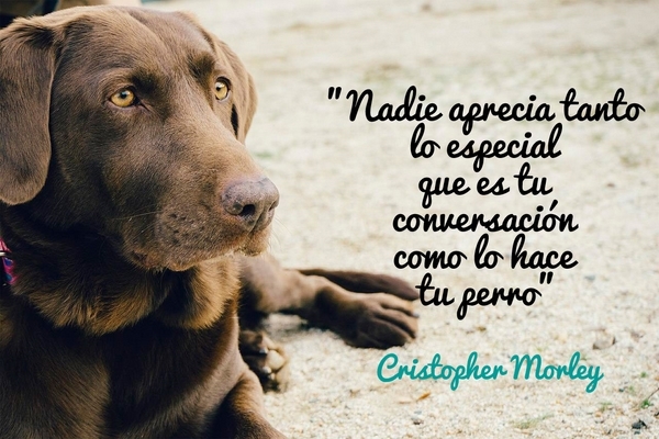 Nadie aprecia tanto lo especial que es tu conversación como lo hace tu perro. Cristopher Morley.