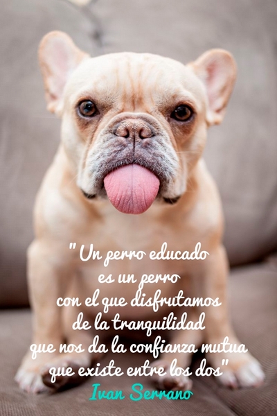 Un perro educado es un perro con el que disfrutamos de la tranquilidad que nos da la confianza mutua que existe entre los dos. Iván Serrano.