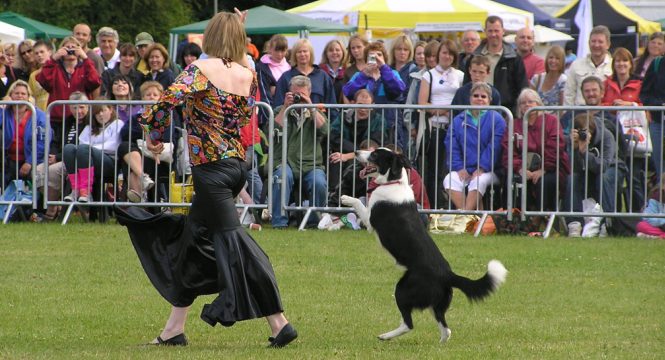 Freestyle Canino: un nuevo deporte para practicar con tu perro