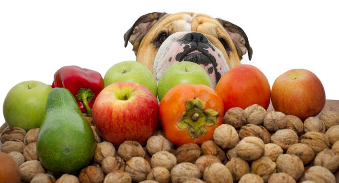 ¿Le puedo dar fruta a mi perro?