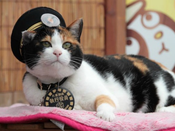 Muere Tama, la gata japonesa jefe de estación