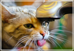 Qué cantidad de agua debe beber un gato