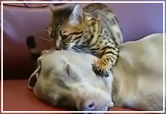 Un perro recibe un masaje y mucho besos de un gato bengalí