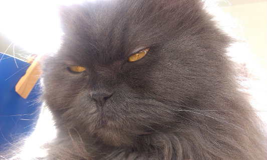 peluqueria de gatos juegos