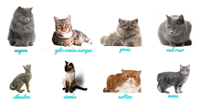 Nuestro Top 8 de razas de gatos amistosas