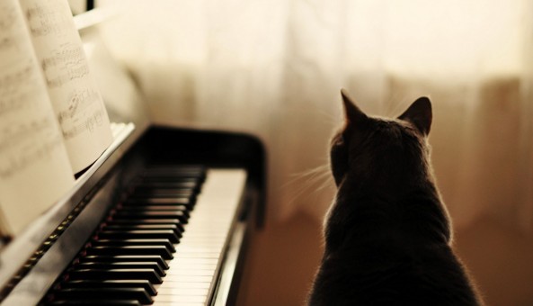 ¿Los gatos reaccionan positivamente a la música?