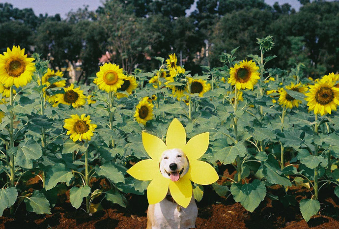Gluta, la perra más feliz del mundo
