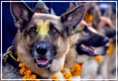Un festival de Nepal, homenajea a los perros por su fidelidad