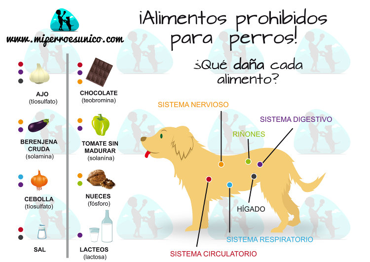 Infografía de alimentos prohibidos para perros