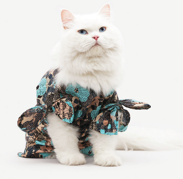 Los gatos y la moda