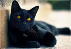 Los gatos negros, la mala suerte y la alergia