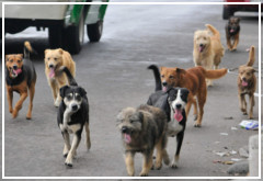 Dedicados a socorrer a perros callejeros en Valladolid