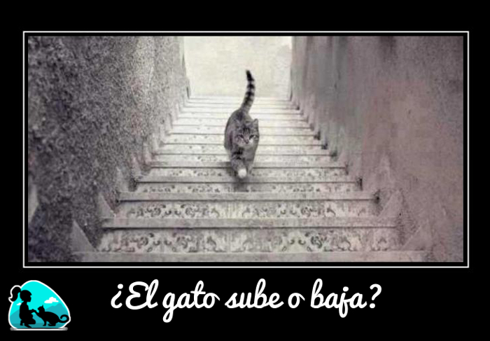 ¿El Gato sube o baja las escaleras?