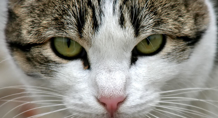 Mi gato siempre tiene los ojos sucios ¿Puede ser conjuntivitis?