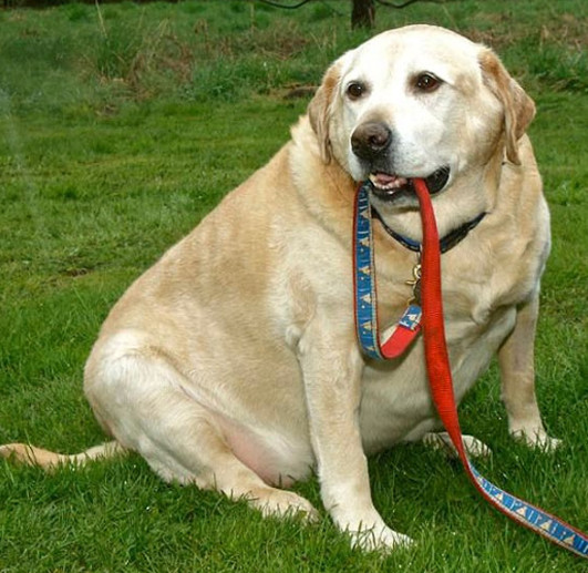 La obesidad en perros