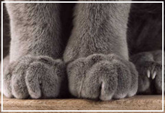 Las patas y las garras de los gatos