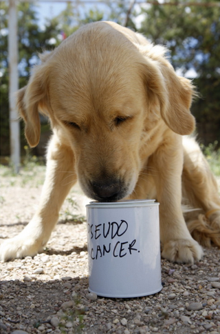 Los primeros perros españoles entrenados para detectar el cáncer