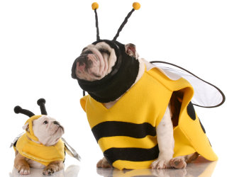 Perro contento disfrazado de abeja