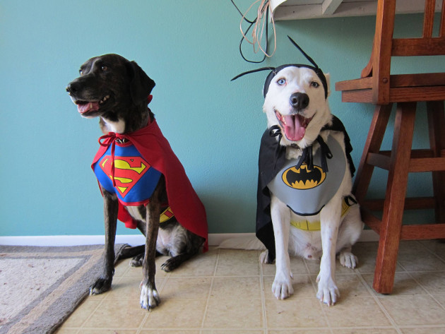 Perros batman y superman