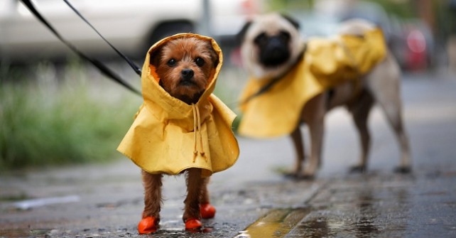 El efecto del sonido de la lluvia en perros