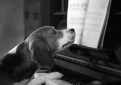 ¿Los perros reaccionan positivamente a la música?